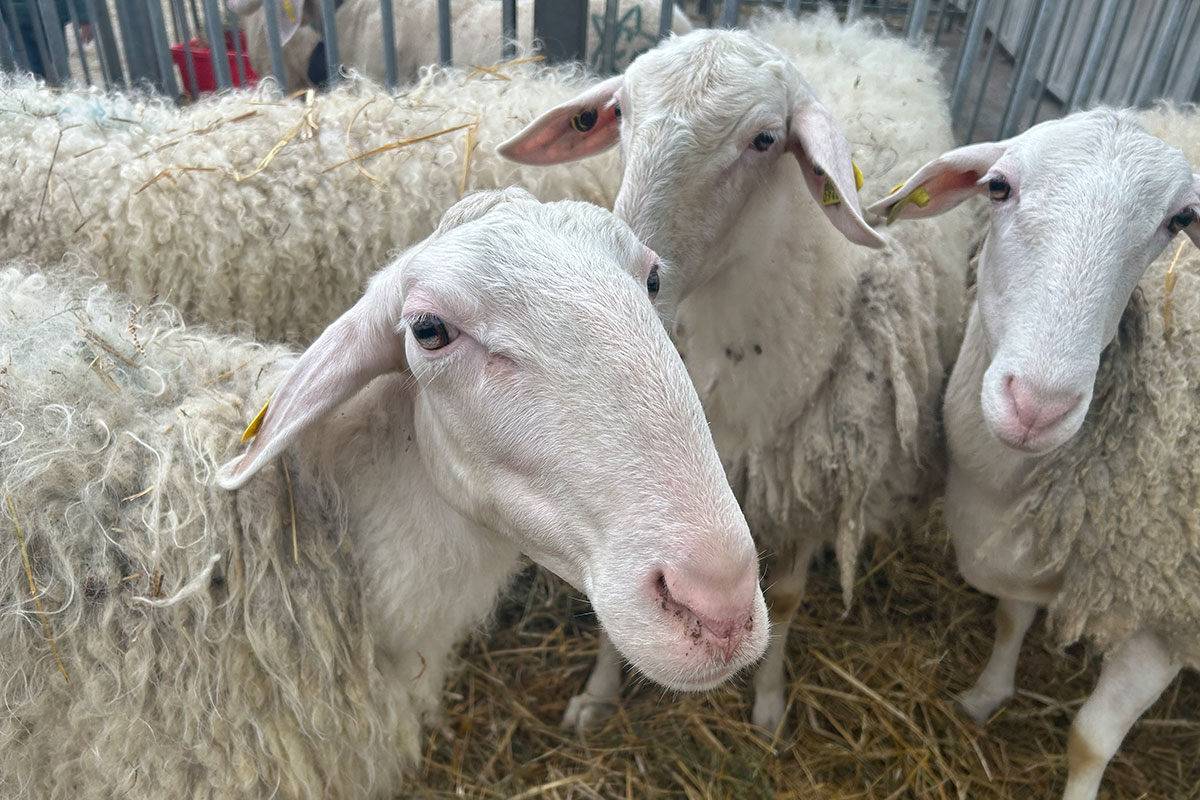 Anduma e Tastuma 2025