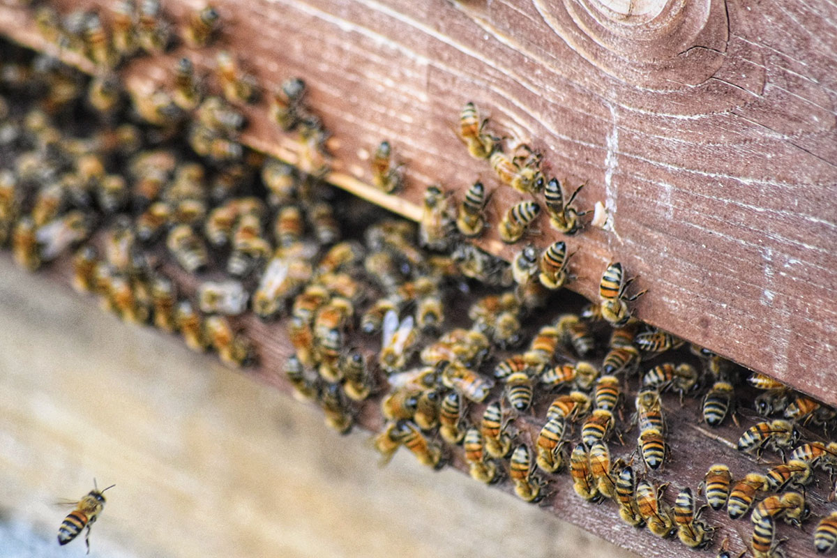 Vivere Murazzano 2025